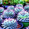 Lithops Living Stones Succulent Seeds - Easy Grow Rare Desert Plant - Image 1