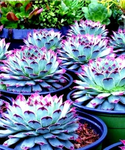 Lithops Living Stones Succulent Seeds - Easy Grow Rare Desert Plant - Image 1