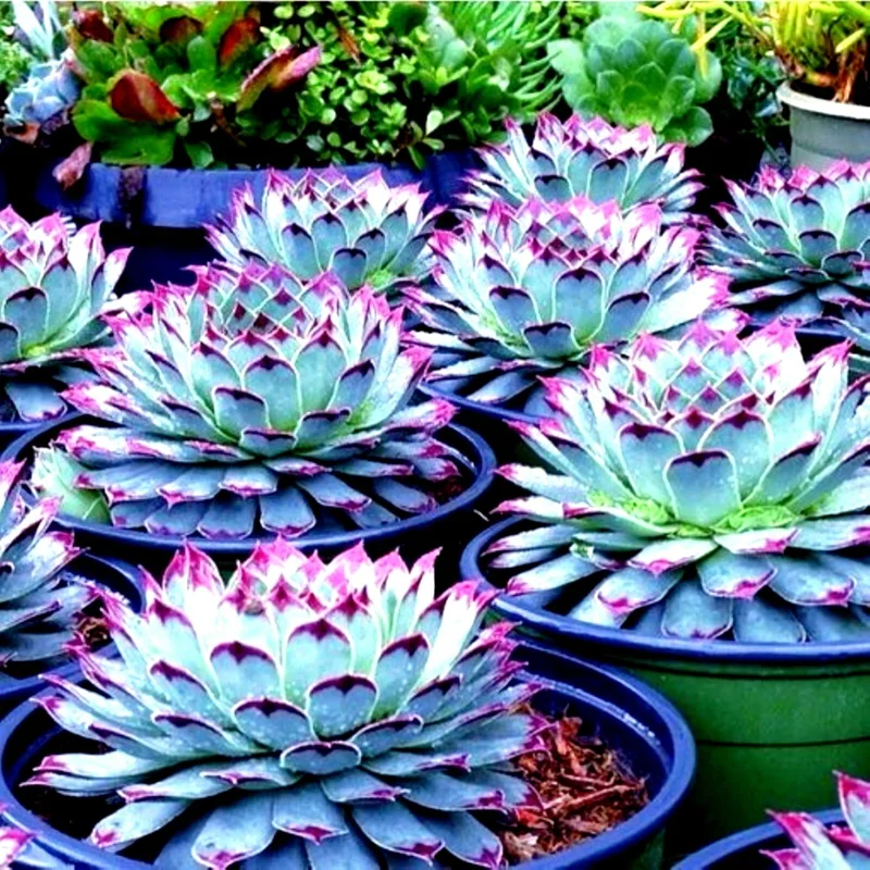 Lithops Living Stones Succulent Seeds - Easy Grow Rare Desert Plant - Image 1