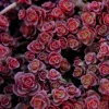 Lithops Living Stones Succulent Seeds - Rare Cactus Flower Seeds - Indoor/Outdoor - Image 1