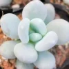 Lithops Living Stones Succulent Seeds - Rare Cactus Flower Seeds for Indoor/Outdoor - Image 1
