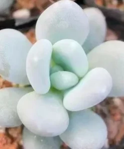 Lithops Living Stones Succulent Seeds - Rare Cactus Flower Seeds for Indoor/Outdoor - Image 1