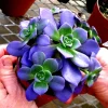 Lithops Living Stones Succulent Seeds - Rare & Colorful Varieties - Very Easy to Grow - Image 1