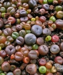 Lithops Mix Seeds - Living Stones Succulent Cactus Seeds - 50 Count - Image 2