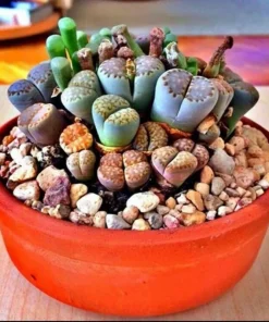 Lithops Mix Seeds - Living Stones Succulent Cactus Seeds - 50 Count - Image 3