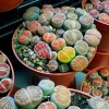 Lithops Mix Seeds - Living Stones Succulent Cactus Seeds - 50 Count - Image 1