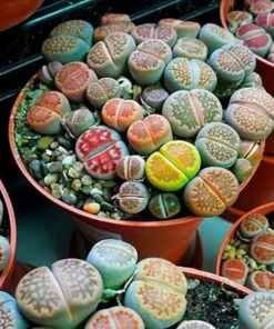 Lithops Mix Seeds - Living Stones Succulent Cactus Seeds - 50 Count - Image 1