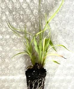 Little Bluestem Live Plant - Native Grass Starter Plugs (5-Pack) for Landscaping - Image 3