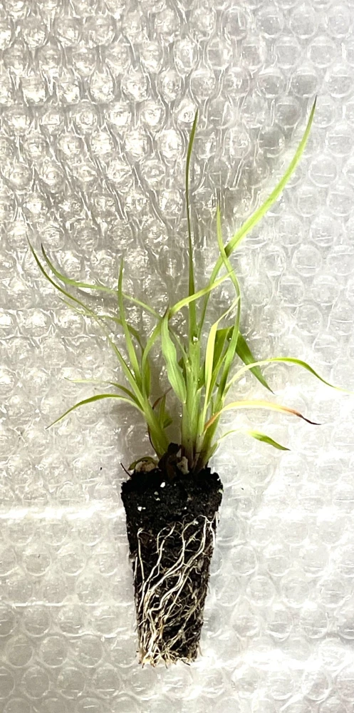 Little Bluestem Live Plant - Native Grass Starter Plugs (5-Pack) for Landscaping - Image 3