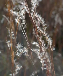Little Bluestem Live Plant - Native Grass Starter Plugs (5-Pack) for Landscaping - Image 1