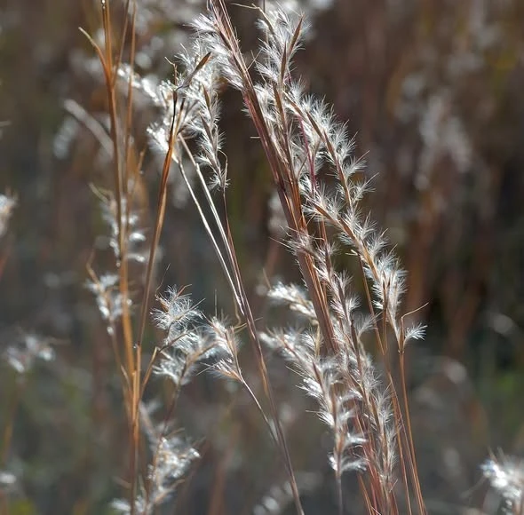 Little Bluestem Live Plant - Native Grass Starter Plugs (5-Pack) for Landscaping - Image 1