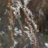 Little Bluestem Native Grass – Live Starter Plugs – 10-Pack – Outdoor Perennial - Image 1