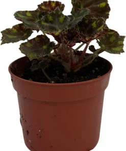 Little Darling Begonia Live Plant – 2.5" Pot – Terrarium & Houseplant - Image 2