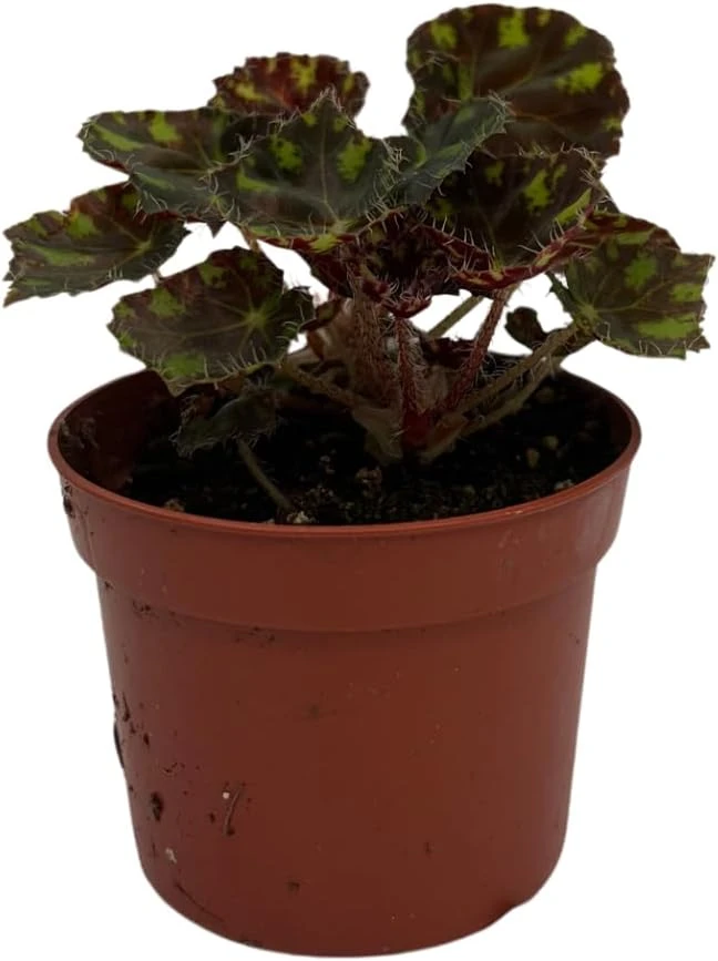 Little Darling Begonia Live Plant – 2.5" Pot – Terrarium & Houseplant - Image 2