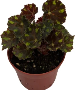 Little Darling Begonia Live Plant – 2.5