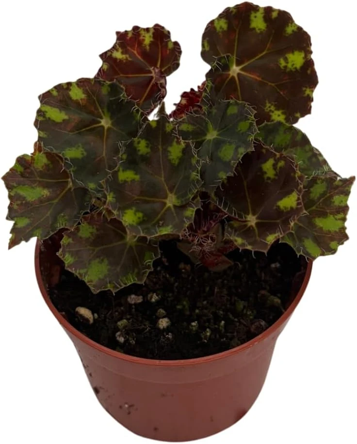Little Darling Begonia Live Plant – 2.5" Pot – Terrarium & Houseplant - Image 3