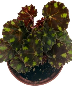 Little Darling Begonia Live Plant – 2.5
