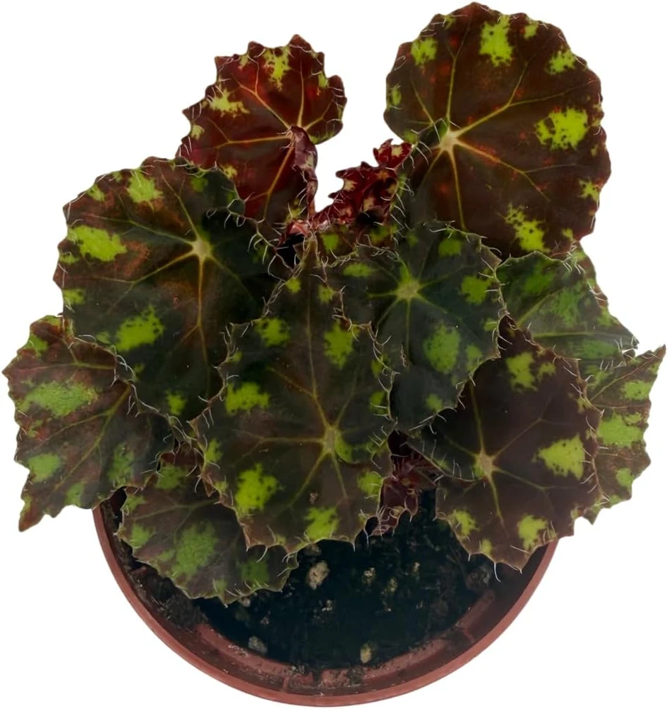Little Darling Begonia Live Plant – 2.5" Pot – Terrarium & Houseplant - Image 4