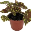 Little Darling Begonia Live Plant – 2.5" Pot – Terrarium & Houseplant - Image 1