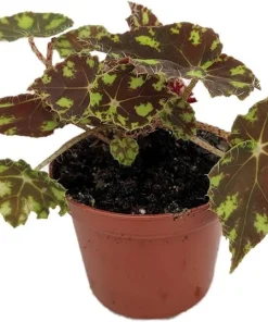Little Darling Begonia Live Plant – 2.5