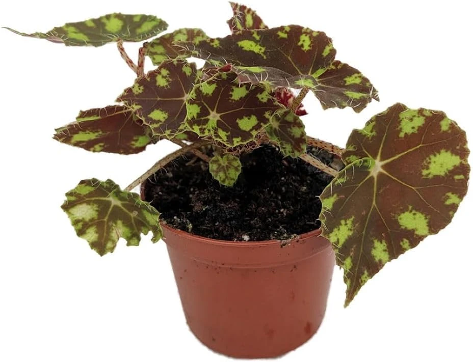 Little Darling Begonia Live Plant – 2.5" Pot – Terrarium & Houseplant - Image 1