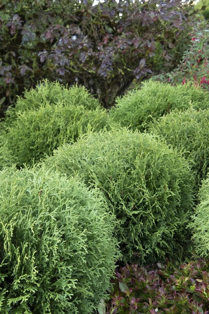 Little Giant Dwarf Arborvitae Live Plant – 1 Gallon Pot – Evergreen Shrub - Image 1