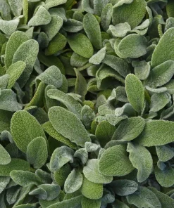 Little Lamb Stachys Byzantina Live Plant - Soft Silver Foliage Perennial - Quart Pot - Image 2