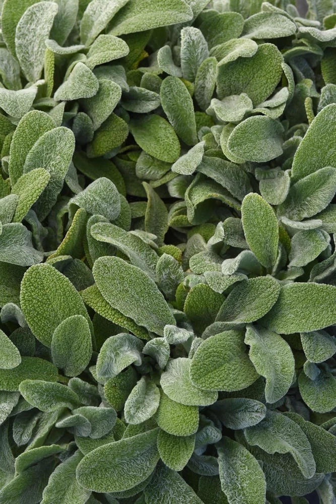 Little Lamb Stachys Byzantina Live Plant - Soft Silver Foliage Perennial - Quart Pot - Image 2