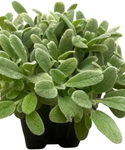 Little Lamb Stachys Byzantina Live Plant - Soft Silver Foliage Perennial - Quart Pot - Image 3