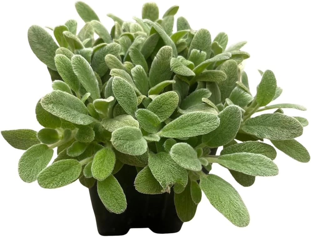 Little Lamb Stachys Byzantina Live Plant - Soft Silver Foliage Perennial - Quart Pot - Image 3