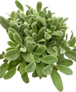 Little Lamb Stachys Byzantina Live Plant - Soft Silver Foliage Perennial - Quart Pot - Image 4