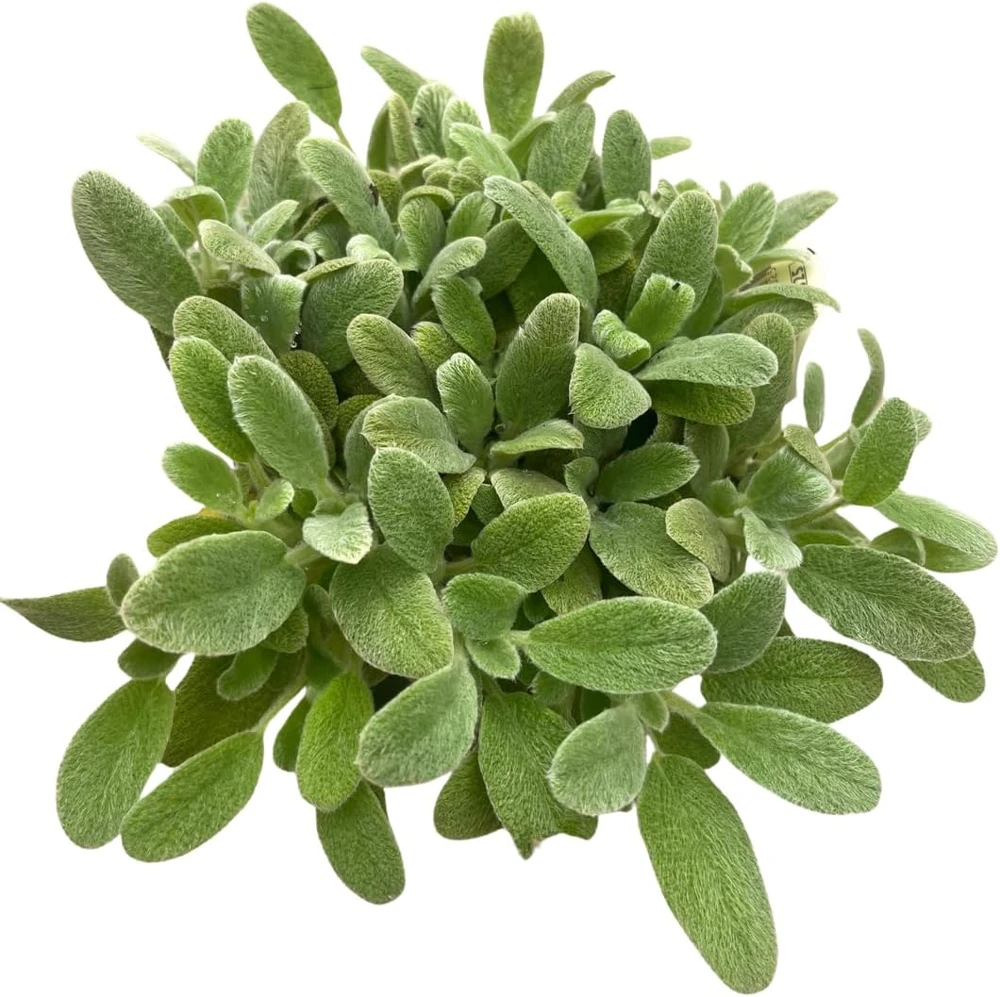 Little Lamb Stachys Byzantina Live Plant - Soft Silver Foliage Perennial - Quart Pot - Image 4