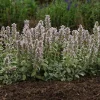 Little Lamb Stachys Byzantina Live Plant - Soft Silver Foliage Perennial - Quart Pot - Image 1