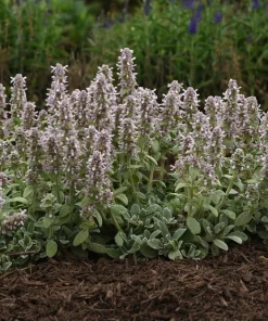 Little Lamb Stachys Byzantina Live Plant - Soft Silver Foliage Perennial - Quart Pot - Image 1