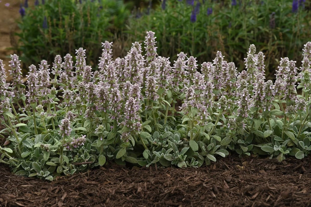 Little Lamb Stachys Byzantina Live Plant - Soft Silver Foliage Perennial - Quart Pot - Image 1