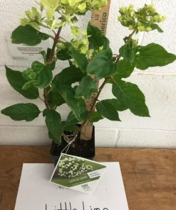 Little Lime Hydrangea Live Plant – 6-12 inch – Quart Pot – Outdoor Shrub - Image 2