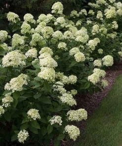 Little Lime Hydrangea Live Plant – 6-12 inch – Quart Pot – Outdoor Shrub - Image 3