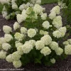 Little Lime Hydrangea Live Plant – 6-12 inch – Quart Pot – Outdoor Shrub - Image 1