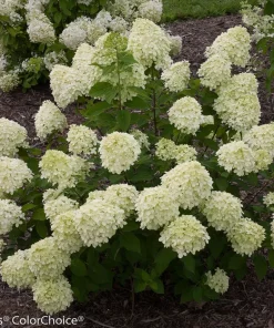Little Lime Hydrangea Live Plant – 6-12 inch – Quart Pot – Outdoor Shrub - Image 1