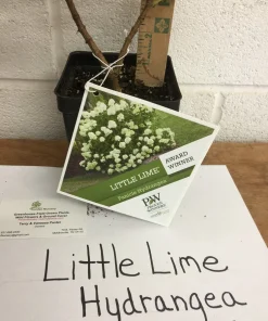 Little Lime Hydrangea Live Plant – 6-12 inch – Quart Pot – Outdoor Shrub - Image 4