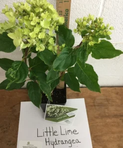 Little Lime Hydrangea Live Plant – 6-12 inch – Quart Pot – Outdoor Shrub - Image 5