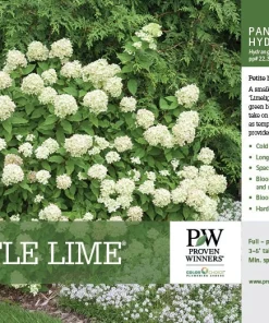 Little Lime Hydrangea Live Plant – 6-12 inch – Quart Pot – Outdoor Shrub - Image 6