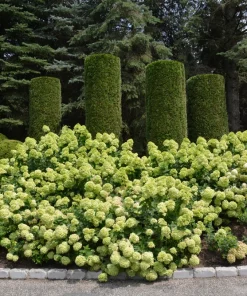 Little Lime Hydrangea Live Plant – 6-12 inch – Quart Pot – Outdoor Shrub - Image 7