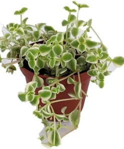 Little Missy Sedum Succulent Live Plant – Hardy Groundcover – 2.5 inch Pot - Image 2
