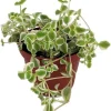 Little Missy Sedum Succulent Live Plant – Hardy Groundcover – 2.5 inch Pot - Image 1