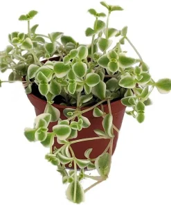 Little Missy Sedum Succulent Live Plant – Hardy Groundcover – 2.5 inch Pot - Image 1