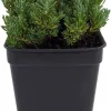 Little Ness Santolina Live Plant – Dwarf Shrub – Yellow Flowers – 2.5" Pot – Outdoor - Image 1