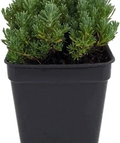 Little Ness Santolina Live Plant – Dwarf Shrub – Yellow Flowers – 2.5