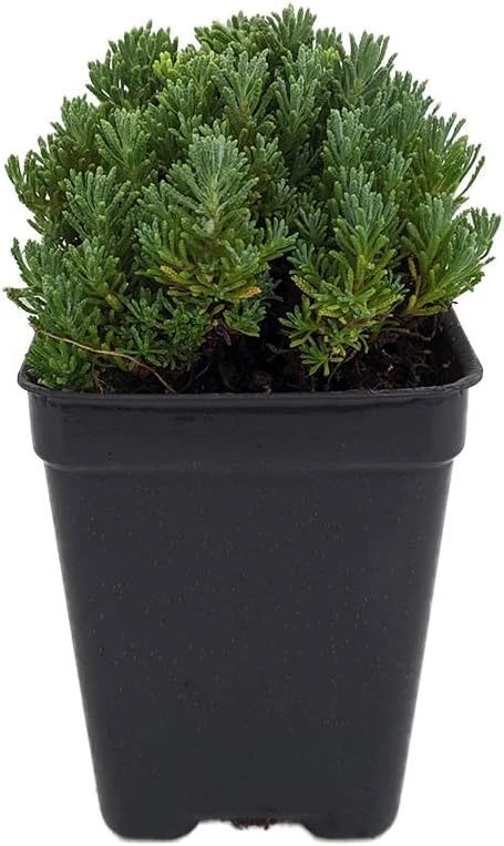 Little Ness Santolina Live Plant – Dwarf Shrub – Yellow Flowers – 2.5" Pot – Outdoor - Image 1