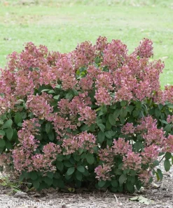 Little Quick Fire Hydrangea Live Plant - Panicle Shrub 6-12in Tall - Image 2